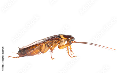 .action image of Cockroaches, Cockroaches isolated on white background. The problem in the house because of cockroaches living in the kitchen. Cockroaches are carriers of the disease.