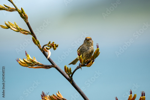 Obraz na płótnie A female bellbird also known as a korimako on a flax bush in New Zealand w salonie