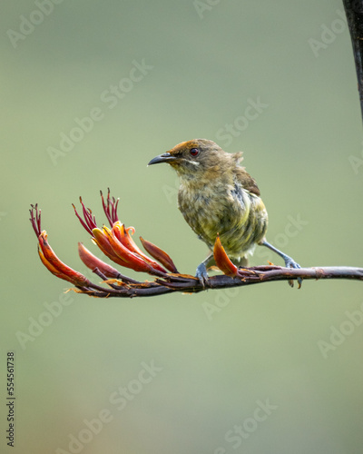 A female bellbird also known as a korimako on a flax bush in New Zealand