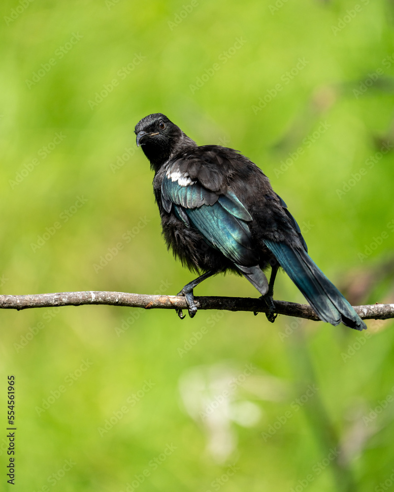 A juvenile Tui bird in New Zealand on a branch A juvenile Tui bird in New Zealand on a branch