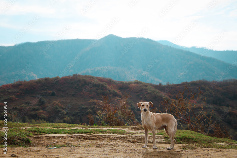 Adorable Cretan Hound dog in mountains on sunny day - obrazy, fototapety, plakaty 