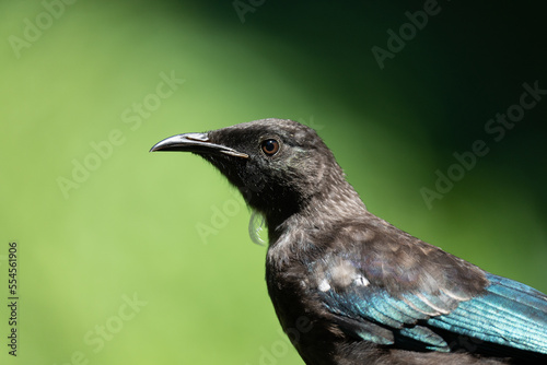 Obraz na płótnie Close up of a juvenile Tui bird in New Zealand w salonie