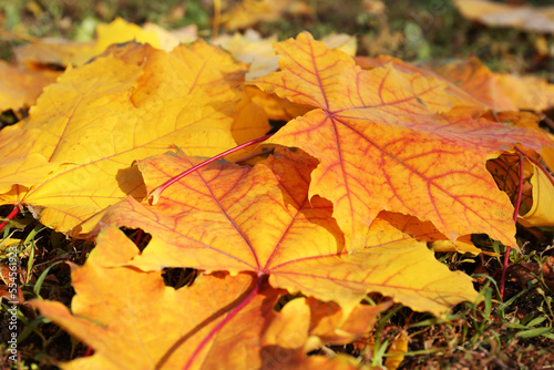 Beautiful dry leaves on grass outdoors  closeup. Autumn season