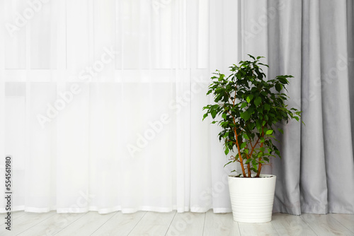 Light gray window curtain and potted plant indoors