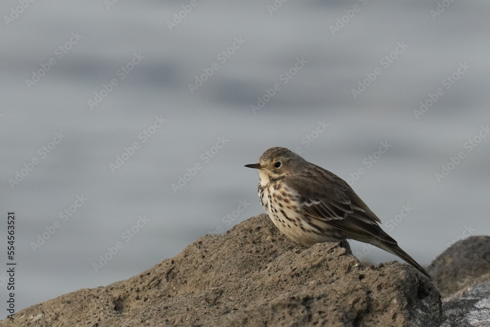 buff bellied pipit in a seashore buff bellied pipit in a seashore