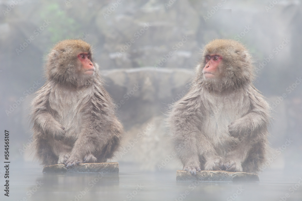 Naklejka premium Monkey with hot Spring in the winter, Japan