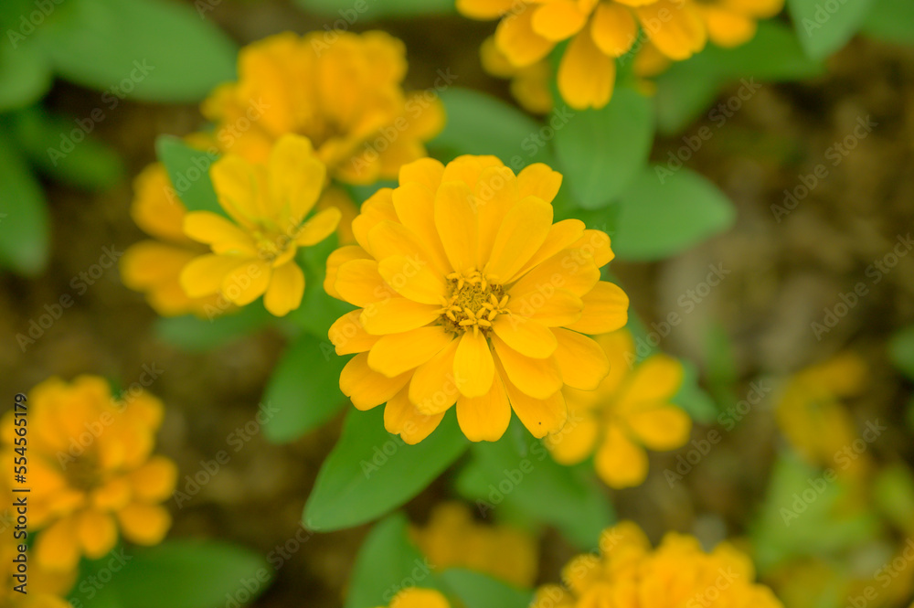 Fototapeta premium Yellow Zinnia flower in the garden