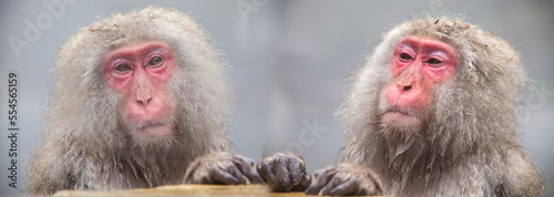 Photography Monkey with hot Spring in the winter, Japan