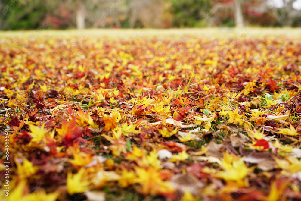 日本の秋景色。
色とりどりの自然の草花。
心癒される自然。

Autumn scenery of Japan.
Colorful natural flowers and grasses.
Nature that soothes the soul.
