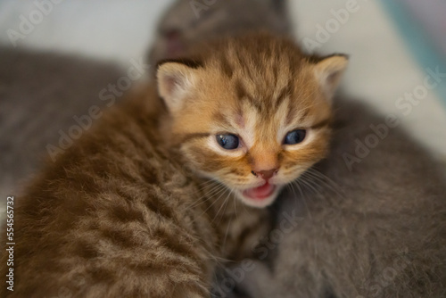 persian baby cat playful portrait pet. Newborn Portrait of the Cute persian cat. Chinchilla Persian Domestic Cat. Tiny persian kitten. 