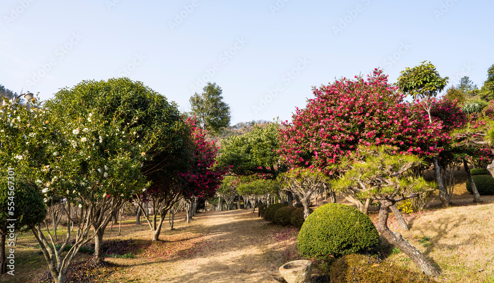 Obraz premium 보성 초암공원의 동백나무 숲