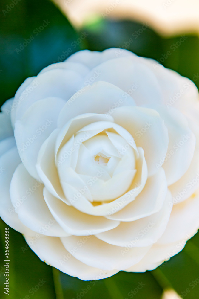白い椿の花
白い椿の花