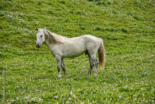 Kyrgyz horses on the alpine Keskenkija Trek  Jyrgalan  Kyrgyzstan