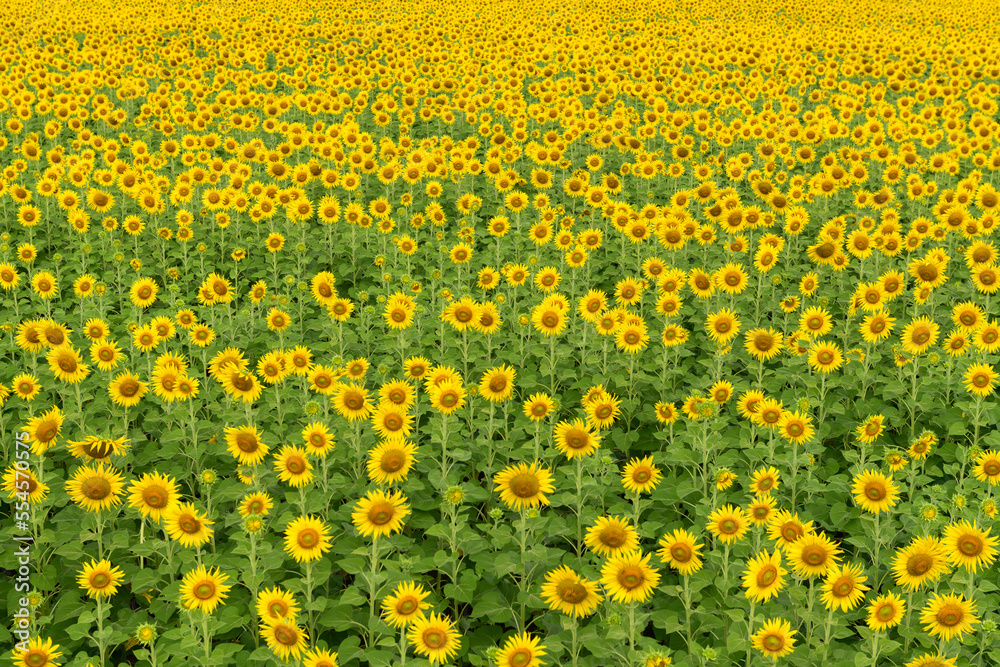 Beautiful sunflower flower blooming in sunflowers field. Popular tourist attractions of Lopburi province. flower field