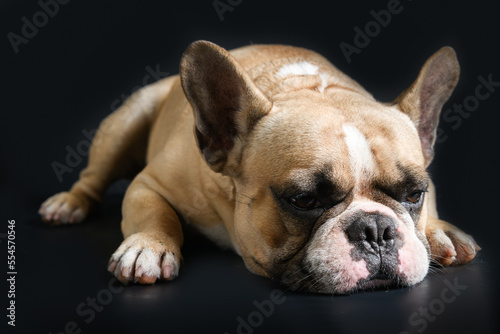 an anorexic french bulldog lying on a black background,