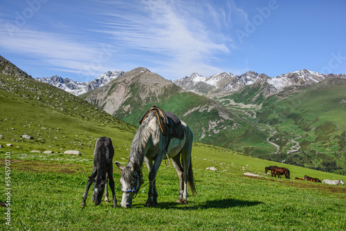 Horses grazing in the alpine grass, Jyrgalan, Kyrgyzstan