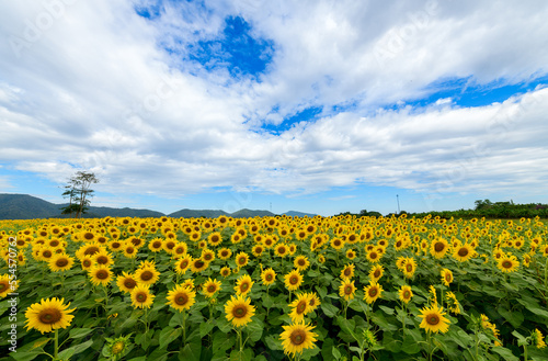 Beautiful sunflower flower blooming in sunflowers field.