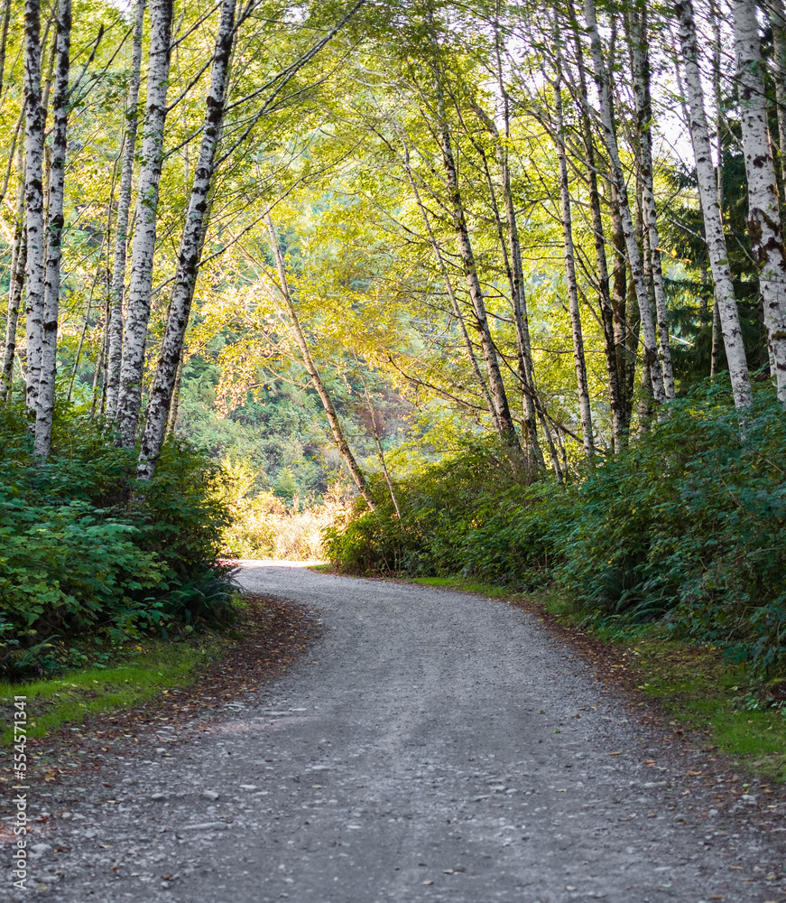 Country road running through the summer deciduous forest at dawn. Morning light falls on a forest road