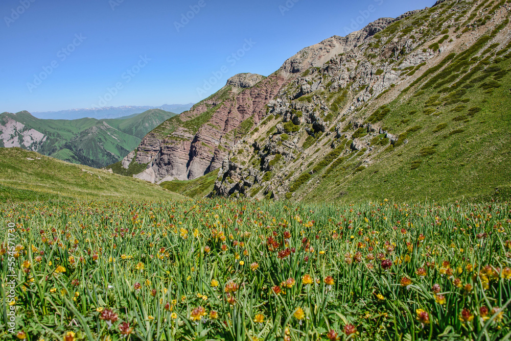 Fields of wildflowers on the alpine Keskenkija Trek, Jyrgalan, Kyrgyzstan