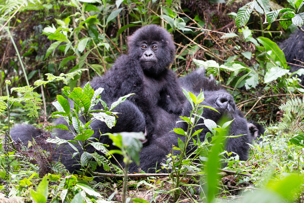 A Baby mountain gorilla keeping close to mother. A Baby mountain gorilla keeping close to mother.