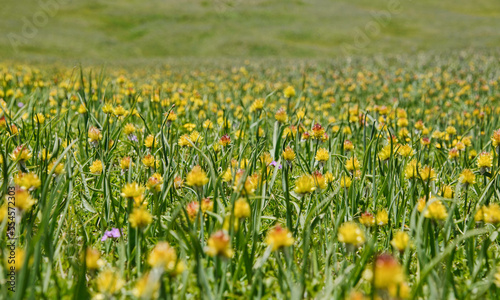 Fields of wildflowers on the alpine Keskenkija Trek  Jyrgalan  Kyrgyzstan