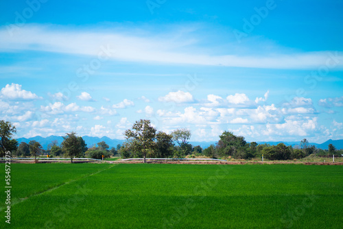 Beautiful countryside on a sunny afternoon Rice field landscape and wonderful sky, countryside scenery © TEEREXZ