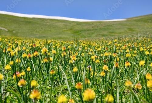 Fields of wildflowers on the alpine Keskenkija Trek  Jyrgalan  Kyrgyzstan