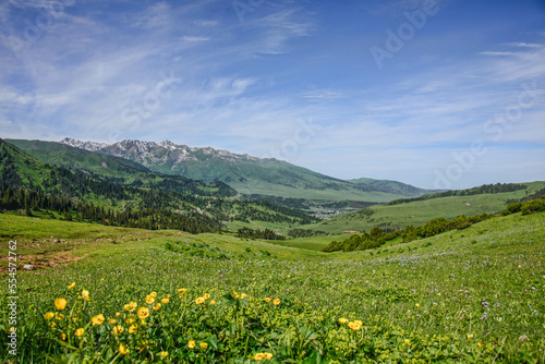 Fields of wildflowers on the alpine Keskenkija Trek, Jyrgalan, Kyrgyzstan