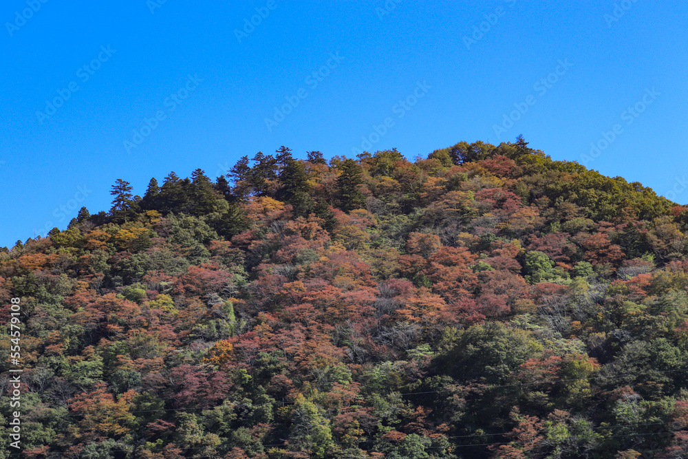 相模湖の紅葉（神奈川県相模原市緑区）