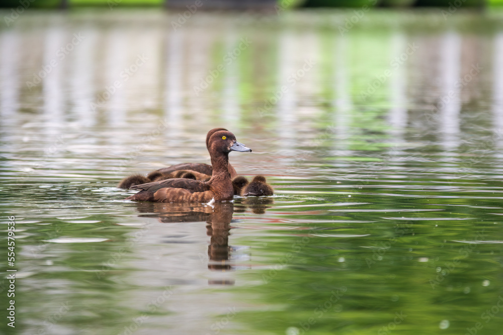 Tufted duck Family swims with their ducklings in green lake water. Tufted duck Family swims with their ducklings in green lake water.