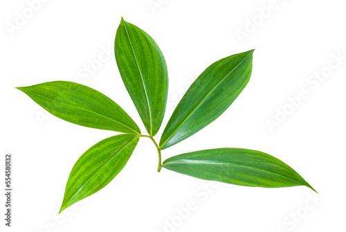  leaves isolated on transparent png
