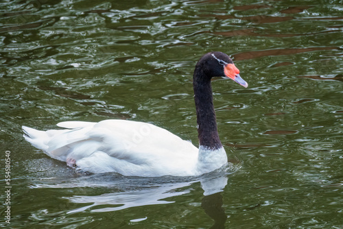 The black-necked swan  Cygnus melancoryphus  is a swan that is the largest waterfowl native to South America. The body plumage is white with a black neck and head and greyish bill