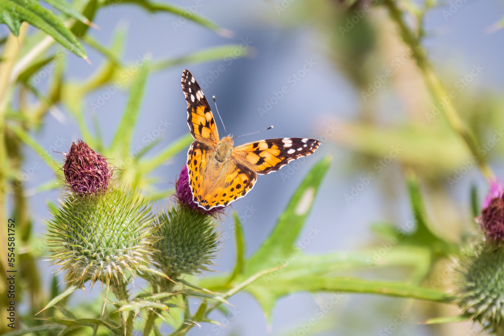 Beautiful butterfly painted lady or Vanessa cardui sitting on a thistle flower. Close up. Macro. Beautiful butterfly painted lady or Vanessa cardui sitting on a thistle flower. Close up. Macro.