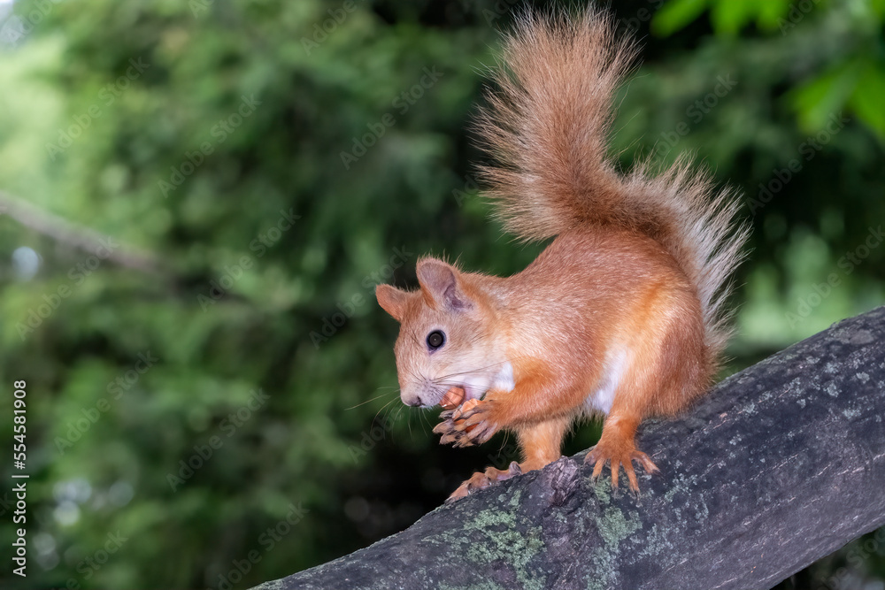 Young Squirrel sits on tree in summer. Eurasian red squirrel, Sciurus vulgaris. Young Squirrel sits on tree in summer. Eurasian red squirrel, Sciurus vulgaris.