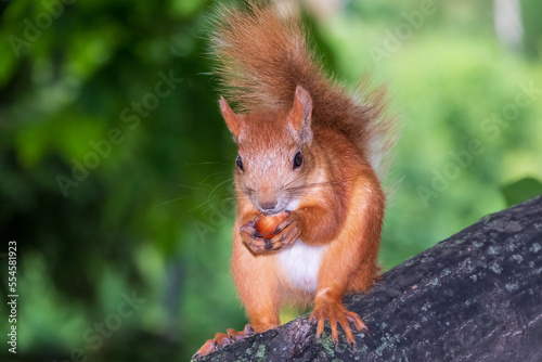 Young Squirrel sits on tree in summer. Eurasian red squirrel, Sciurus vulgaris. © Dmitrii Potashkin