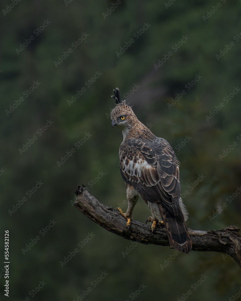 crested hawk eagle crested hawk eagle