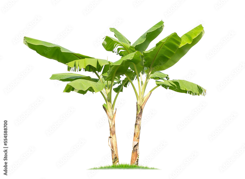 isolated big Banana tree on White Background.Large Banana trees