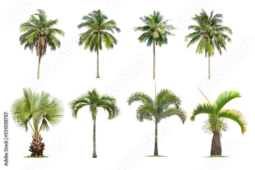 Coconut and palm trees Isolated tree on white background   The collection of trees.Large trees are growing in summer  making the trunk big.