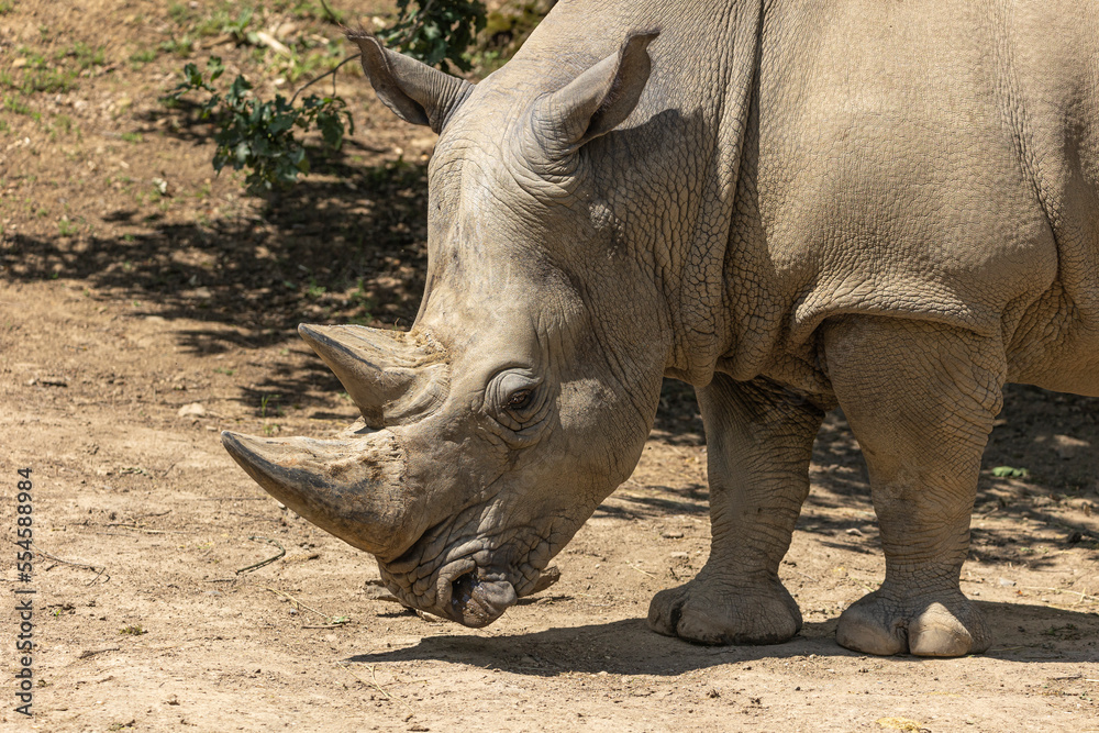 Obraz premium Close-up portrait of a white rhinocero, white rhino or square-lipped rhinoceros . Profile portrait. (Ceratotherium simum) 