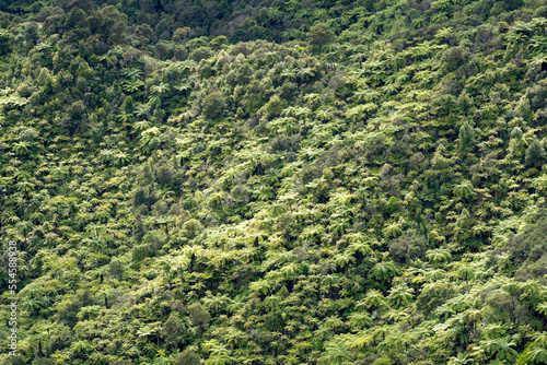 View of native bush and forest in New Zealand photo
