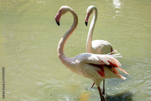 Two greater flamingos standing in water. Close up view.(Phoenicopterus roseus)