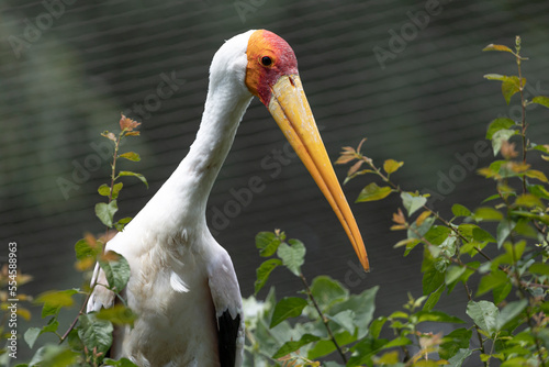 Profile portrait of a painted stork standing in the bushes.(Mycteria leucocephala)