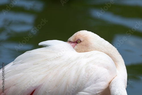 Portrait of a flamingo with its beak hidden under its feathers in the background of water. (Phoenicopterus roseus) 