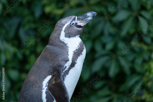 Portrait of a standing humboldt penguin from a profile against green leaves.  (Spheniscus humboldti)