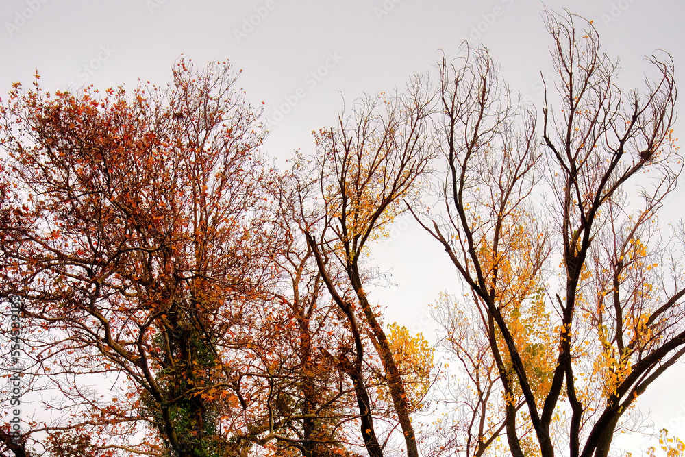 trees with branches and leaves in autumn colors, beautiful deciduous trees in autumn. trees with branches and leaves in autumn colors, beautiful deciduous trees in autumn.