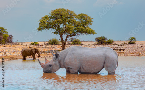 Rhino drinking water from a small lake - Group of elephant family drinking water in lake at amazing sunset - Etosha National Park  Namibia  Africa 