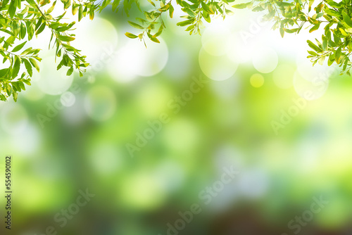 Fresh and green leaves green bokeh on nature abstract blur background green bokeh from tree.Mock up for display. montage of product,Banner or header for advertise on social media,Spring and Summer. © Gan