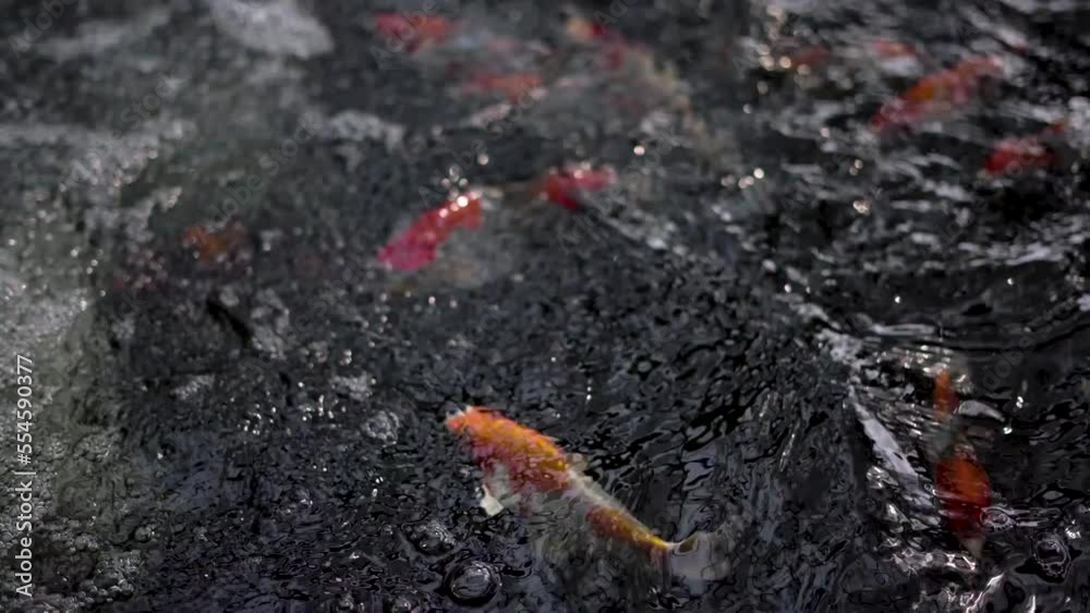 very beautiful and very big massive koi carp fishes in the garden pond for the fengshui and relaxing very beautiful and very big massive koi carp fishes in the garden pond for the fengshui and relaxing