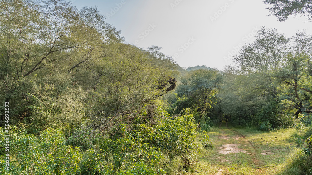 A dirt safari road runs through the jungle. Ruts are visible. Dense thickets of green trees on the roadsides. Blue sky.  India. Sariska National Park