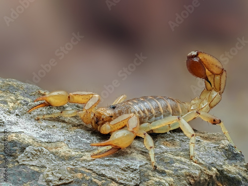 Stripe tailed scorpion, Paravaejovis spinigerus, on rock, cECP 2022 © Ernie Cooper